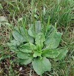 Broadleaf Plantain.jpg